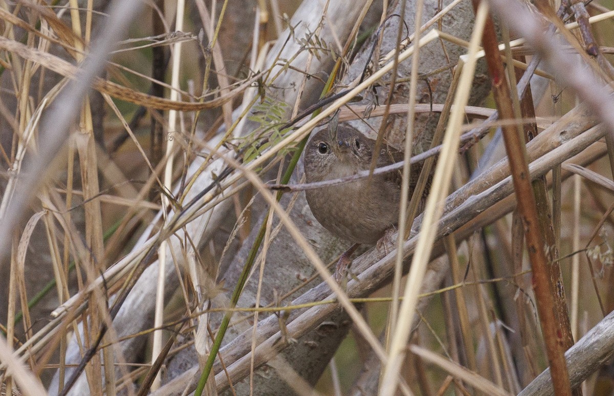 Northern House Wren - ML645562339