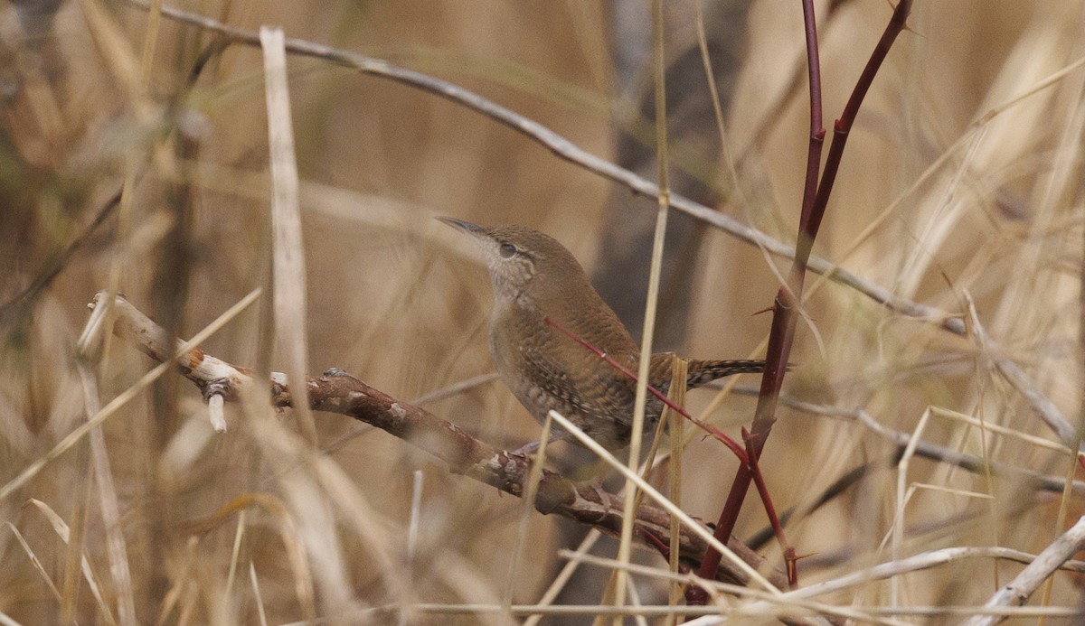 Northern House Wren - ML645562346