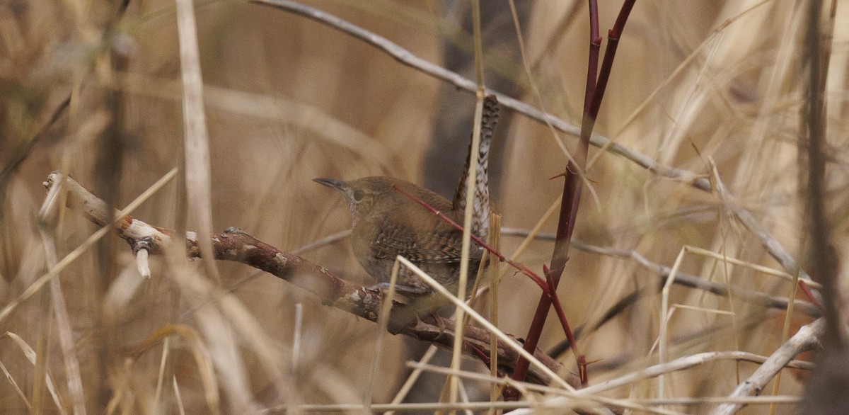 Northern House Wren - ML645562347