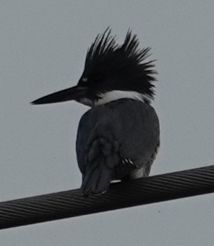 Belted Kingfisher - ML645562352