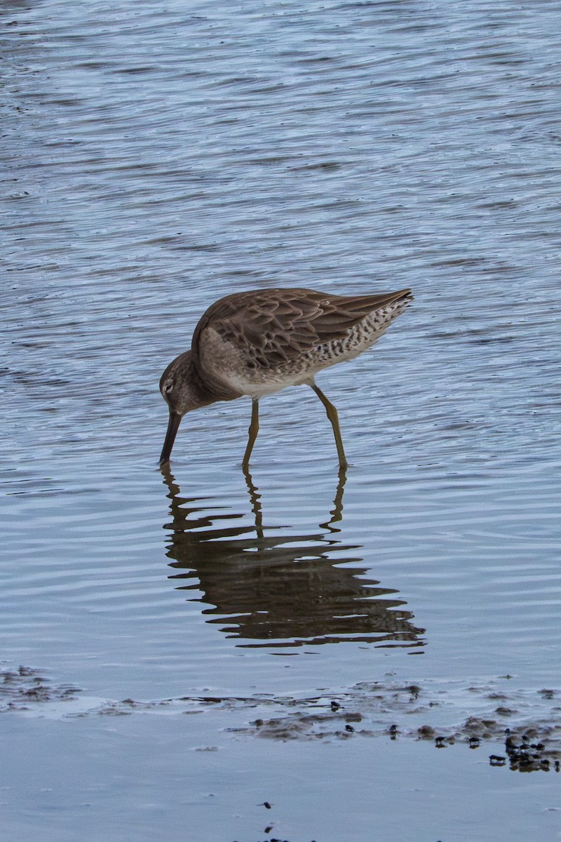 Long-billed Dowitcher - ML645562356