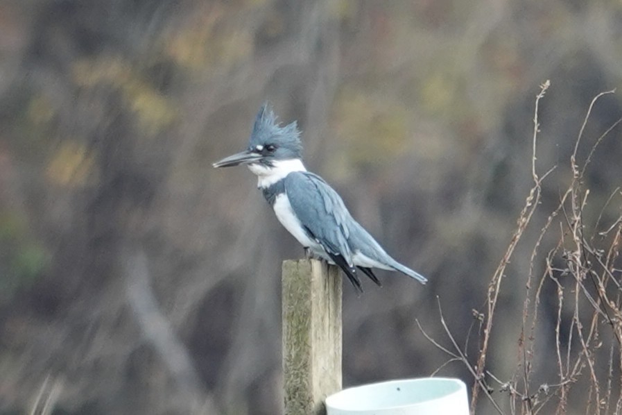 Belted Kingfisher - ML645562368