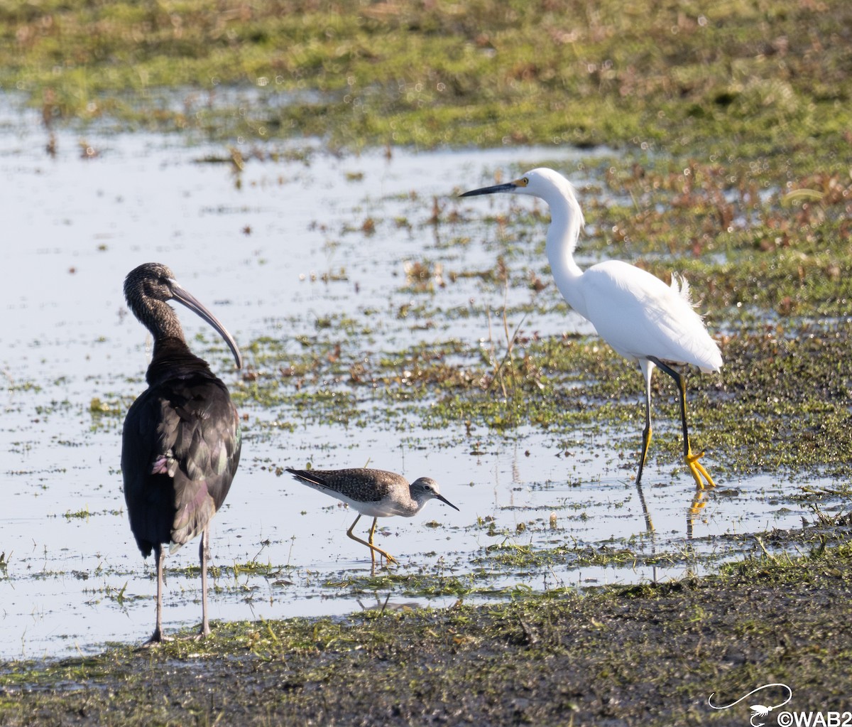 Ibis falcinelle - ML645562384