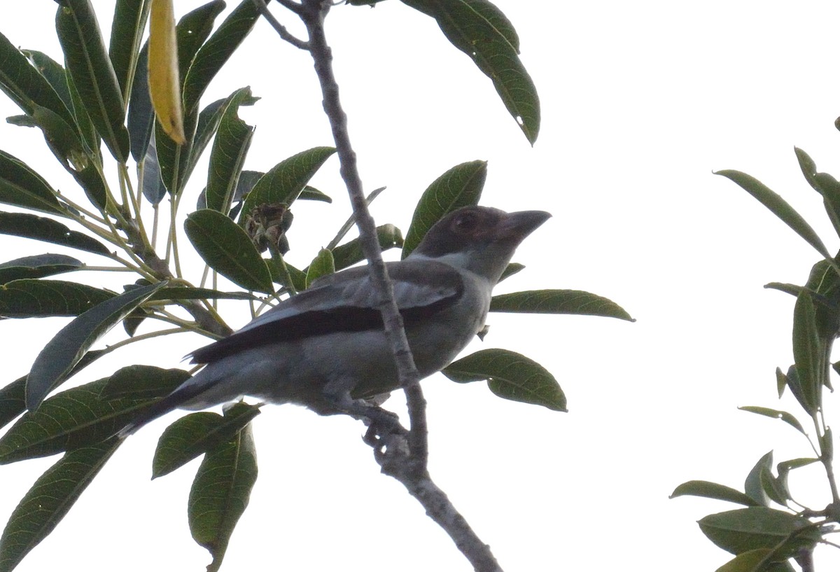 Masked Tityra - ML645562406