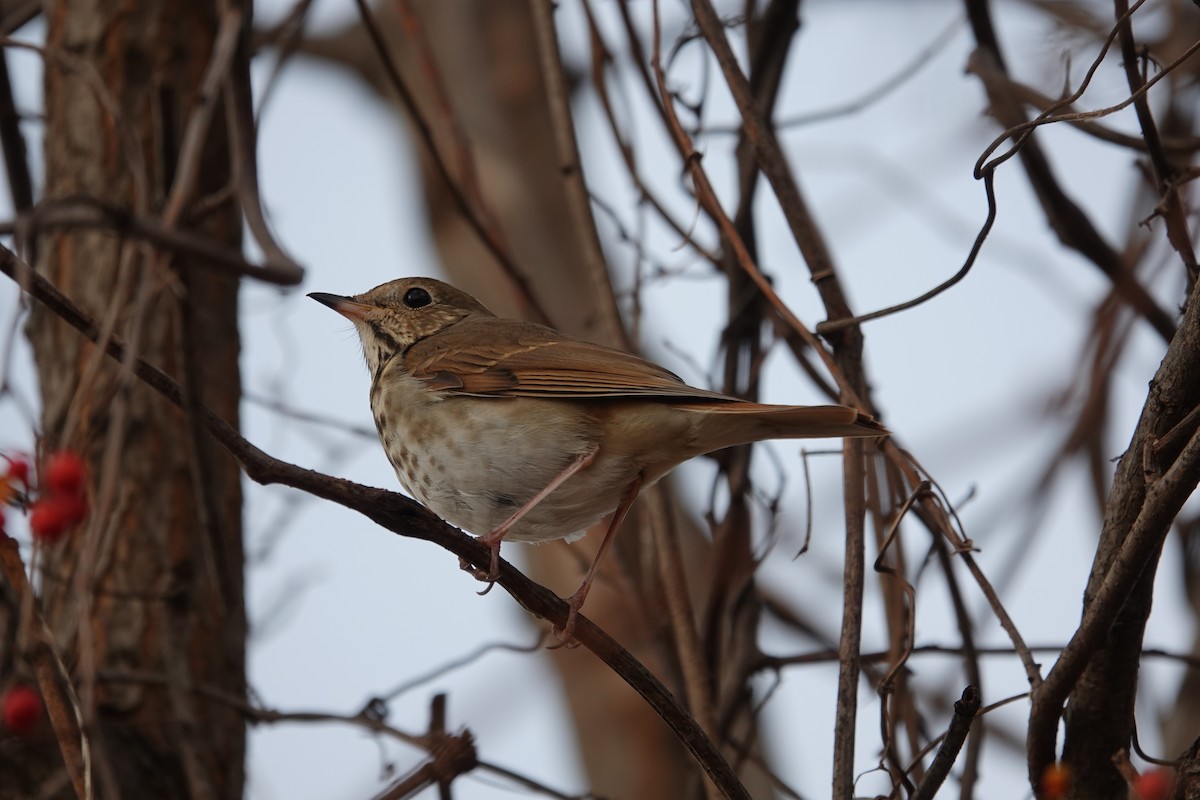 Hermit Thrush - ML645562408