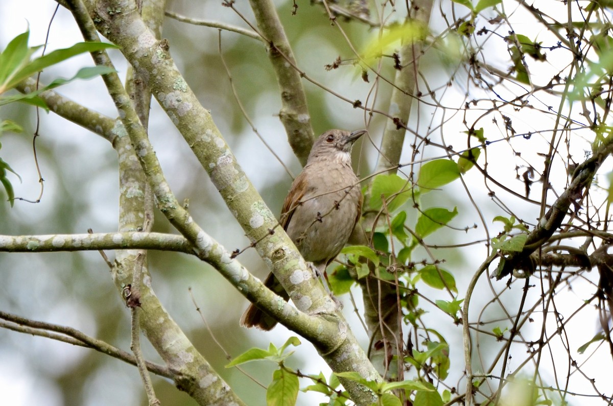 Zorzal Sabiá - ML645562411