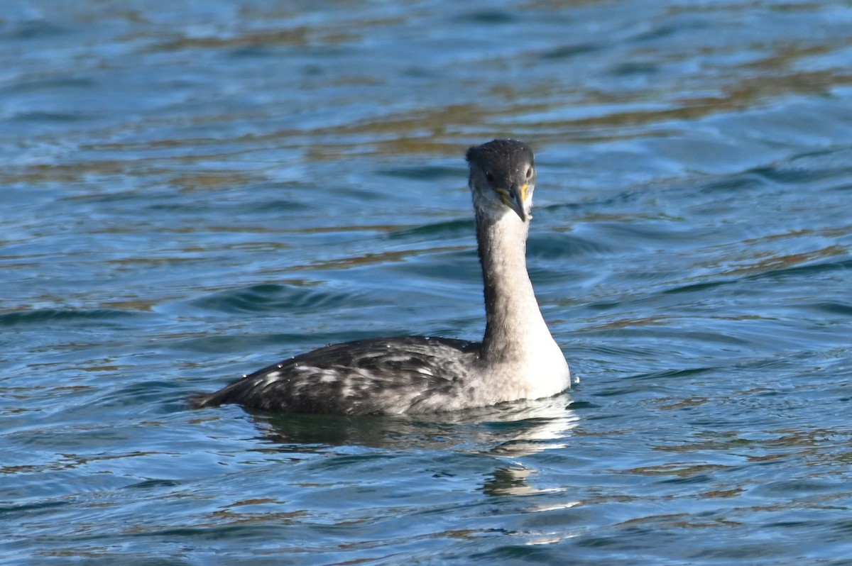 Red-necked Grebe - ML645562414