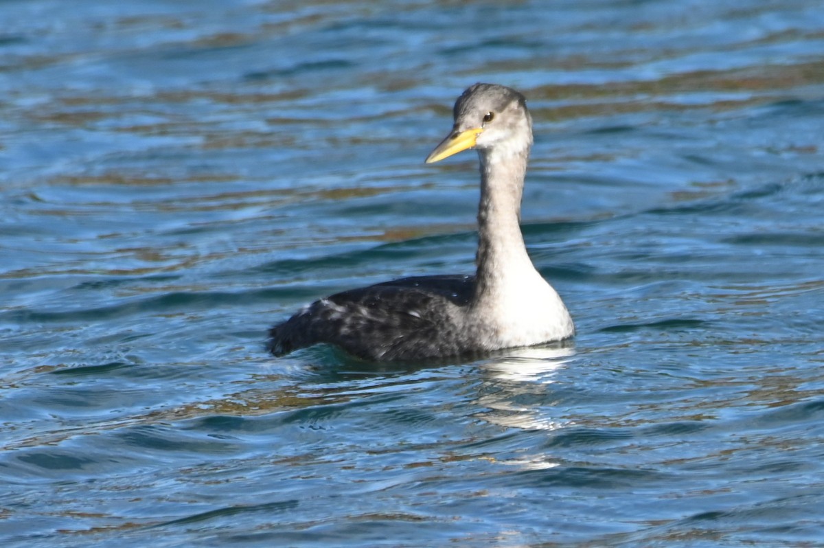 Red-necked Grebe - ML645562415