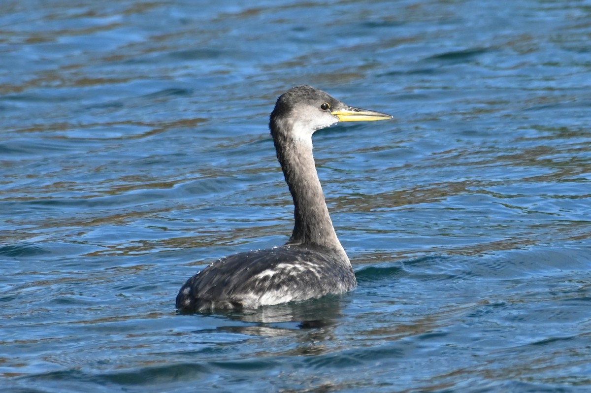 Red-necked Grebe - ML645562417