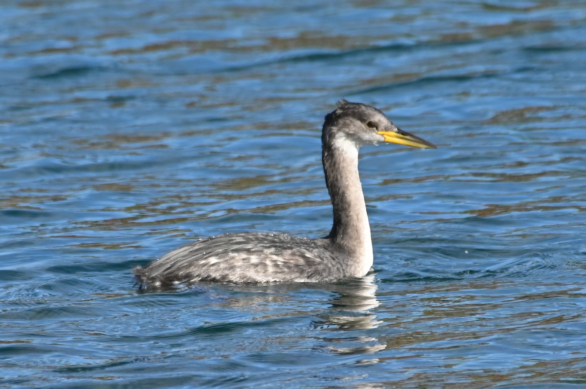 Red-necked Grebe - ML645562419