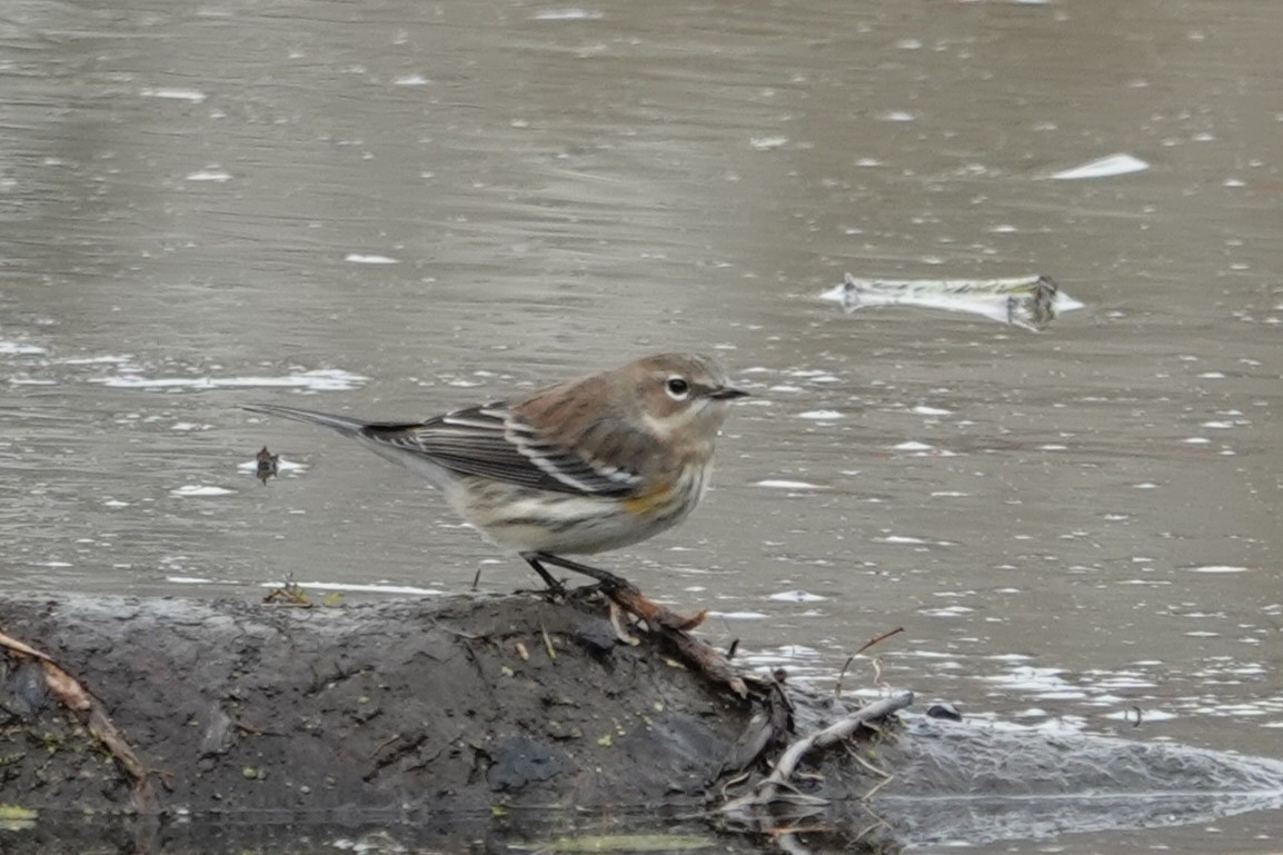 Yellow-rumped Warbler - ML645562421