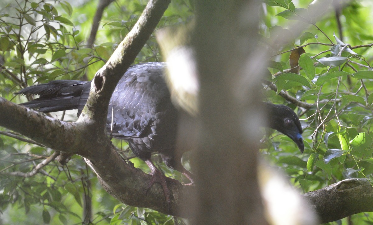 Schwarzguan - ML645562422