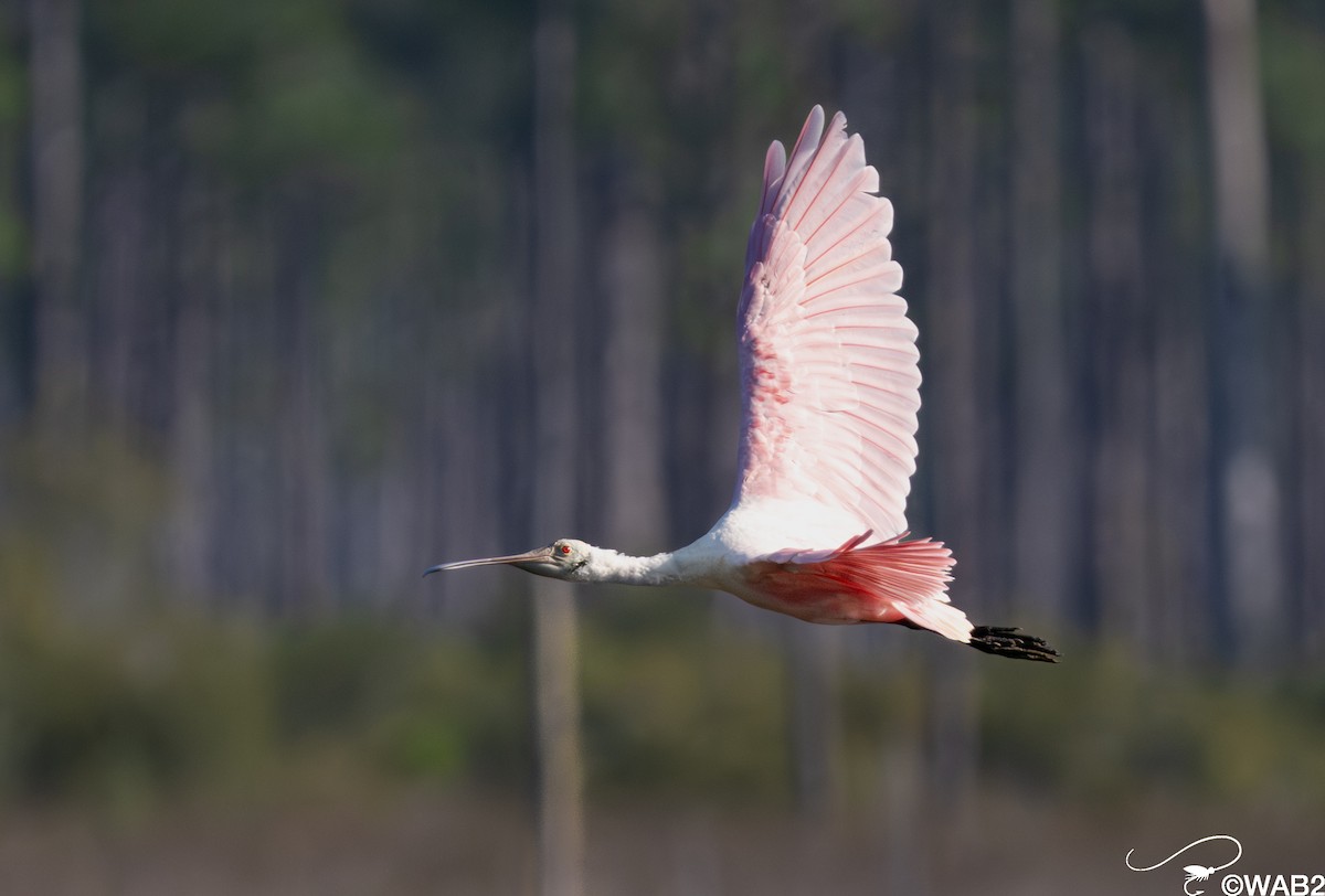 Rosalöffler - ML645562427