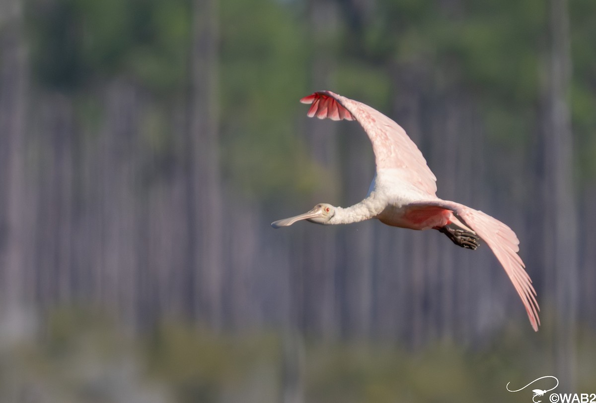 Rosalöffler - ML645562428