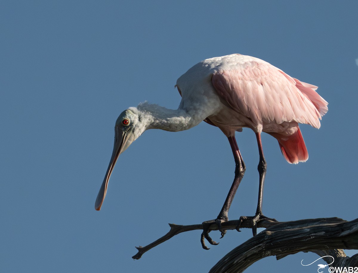 Rosalöffler - ML645562429