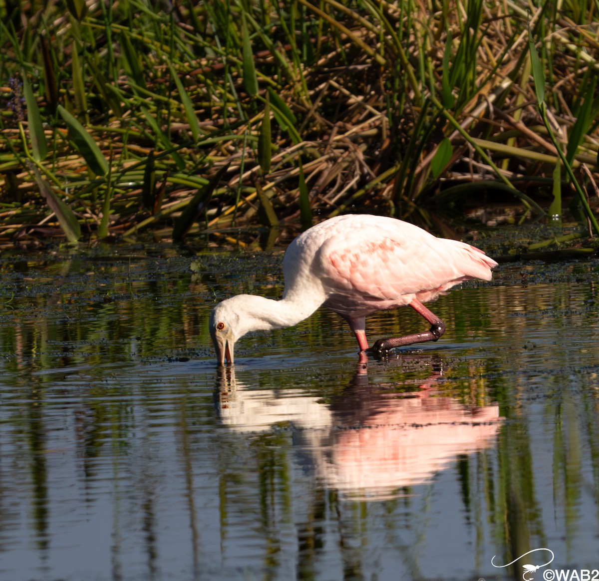 Rosalöffler - ML645562430