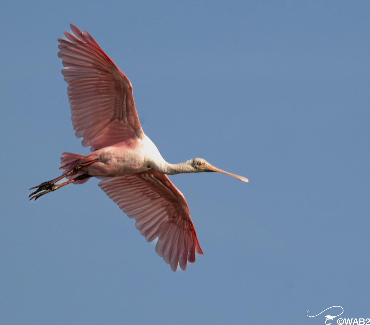 Rosalöffler - ML645562431