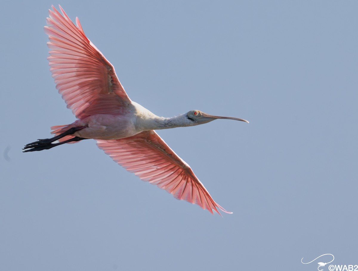 Rosalöffler - ML645562432