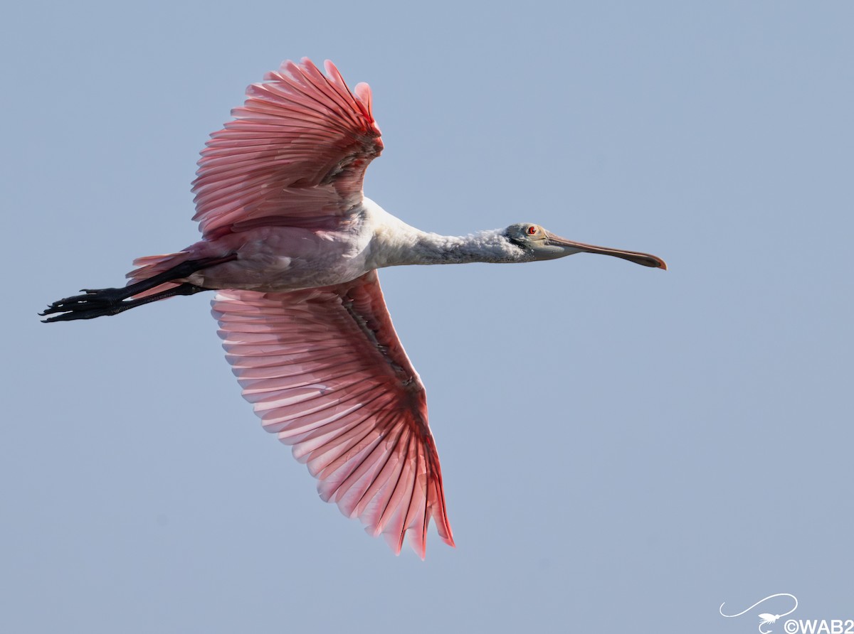 Rosalöffler - ML645562433