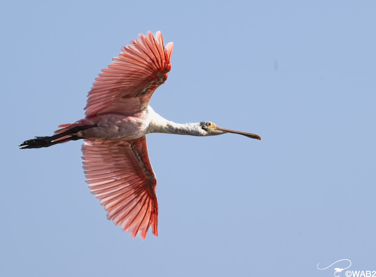 Rosalöffler - ML645562434