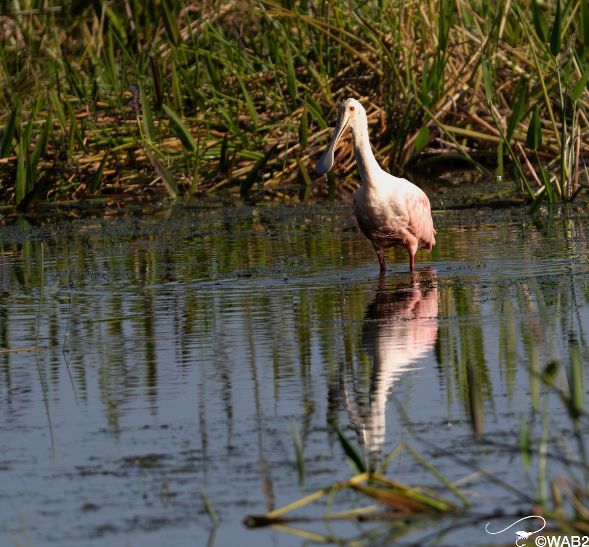 Rosalöffler - ML645562435