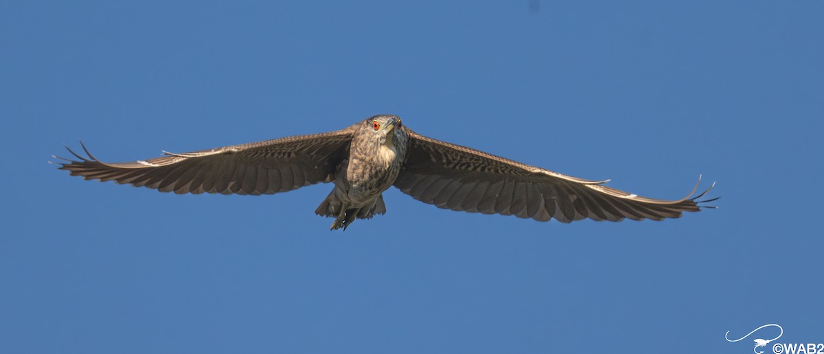 Bihoreau gris - ML645562457