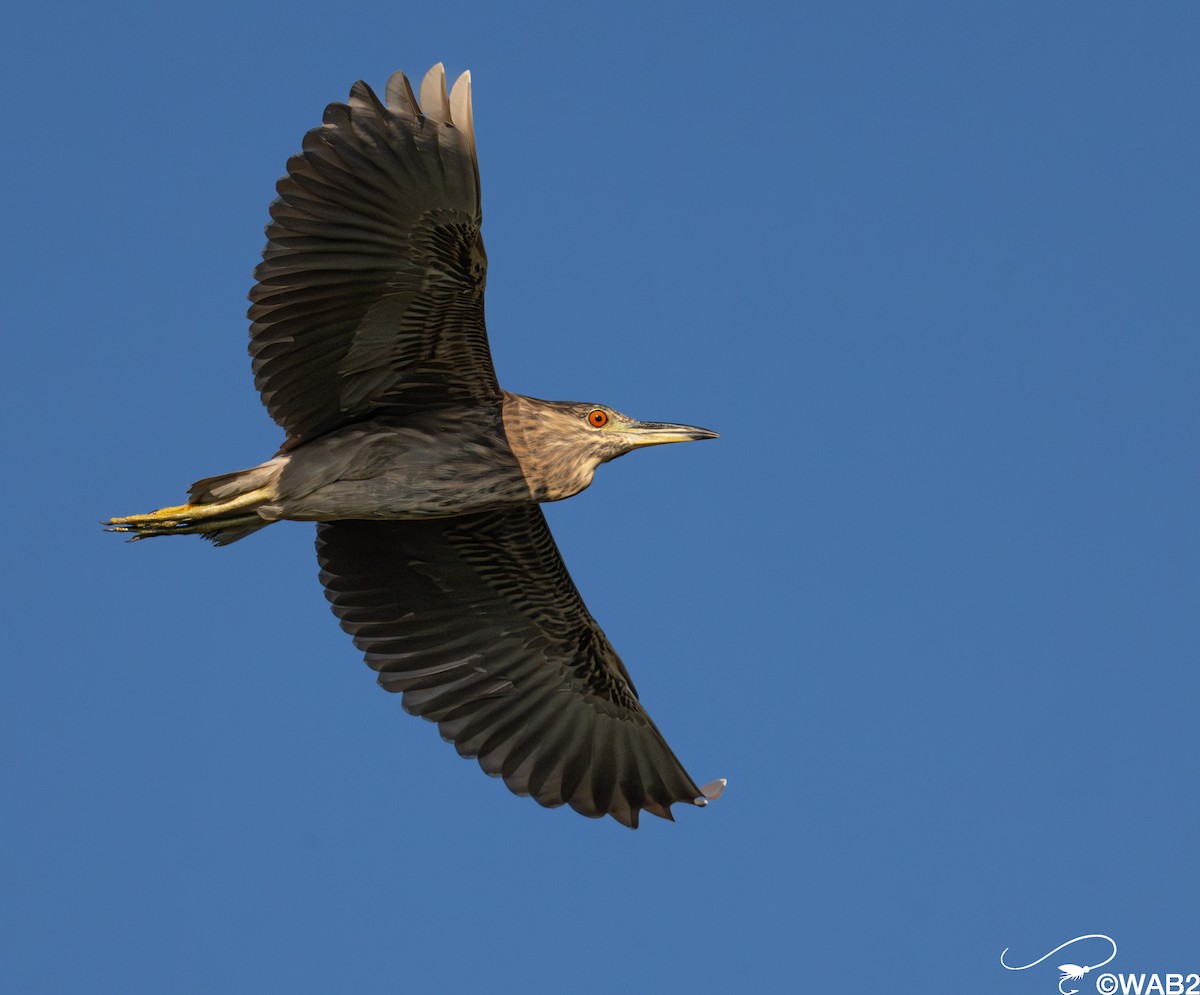 Bihoreau gris - ML645562458