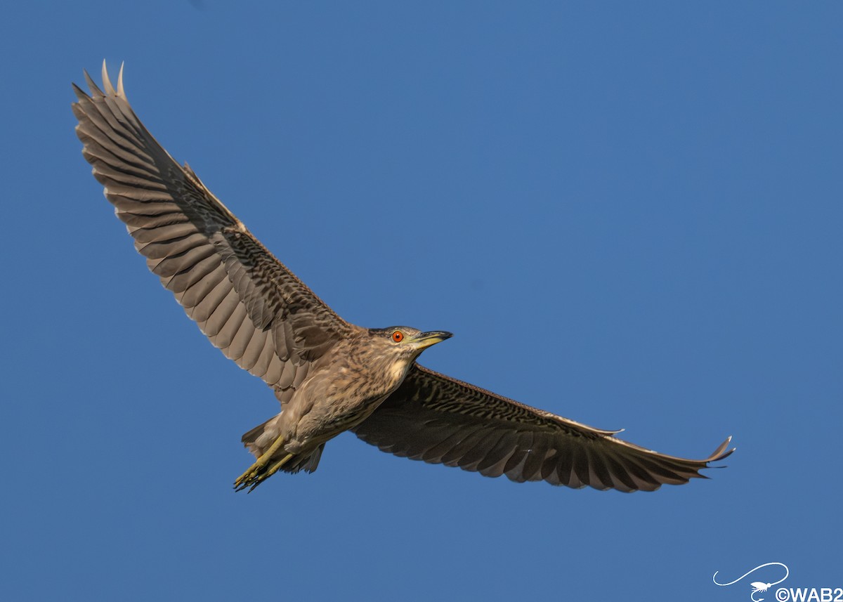 Bihoreau gris - ML645562459