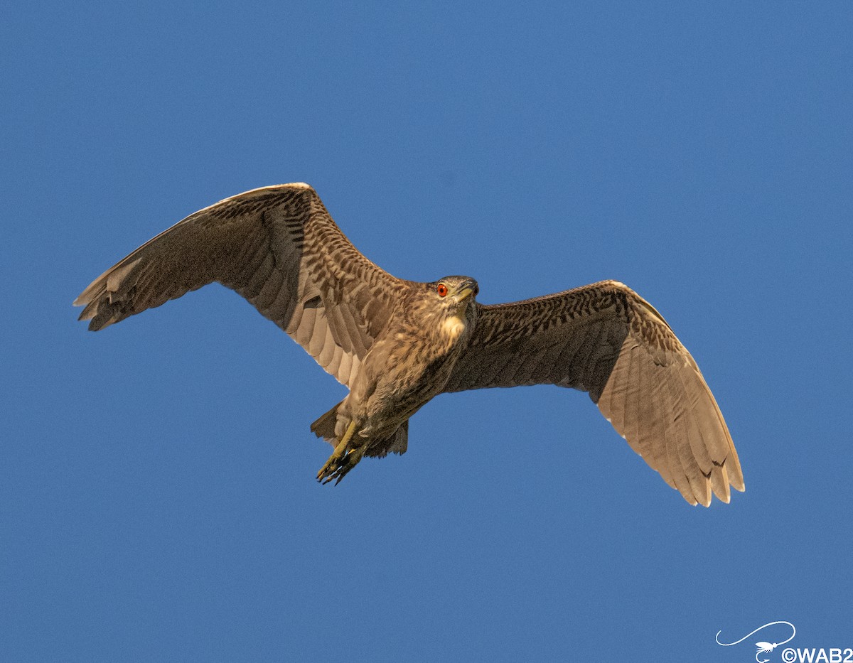 Bihoreau gris - ML645562460