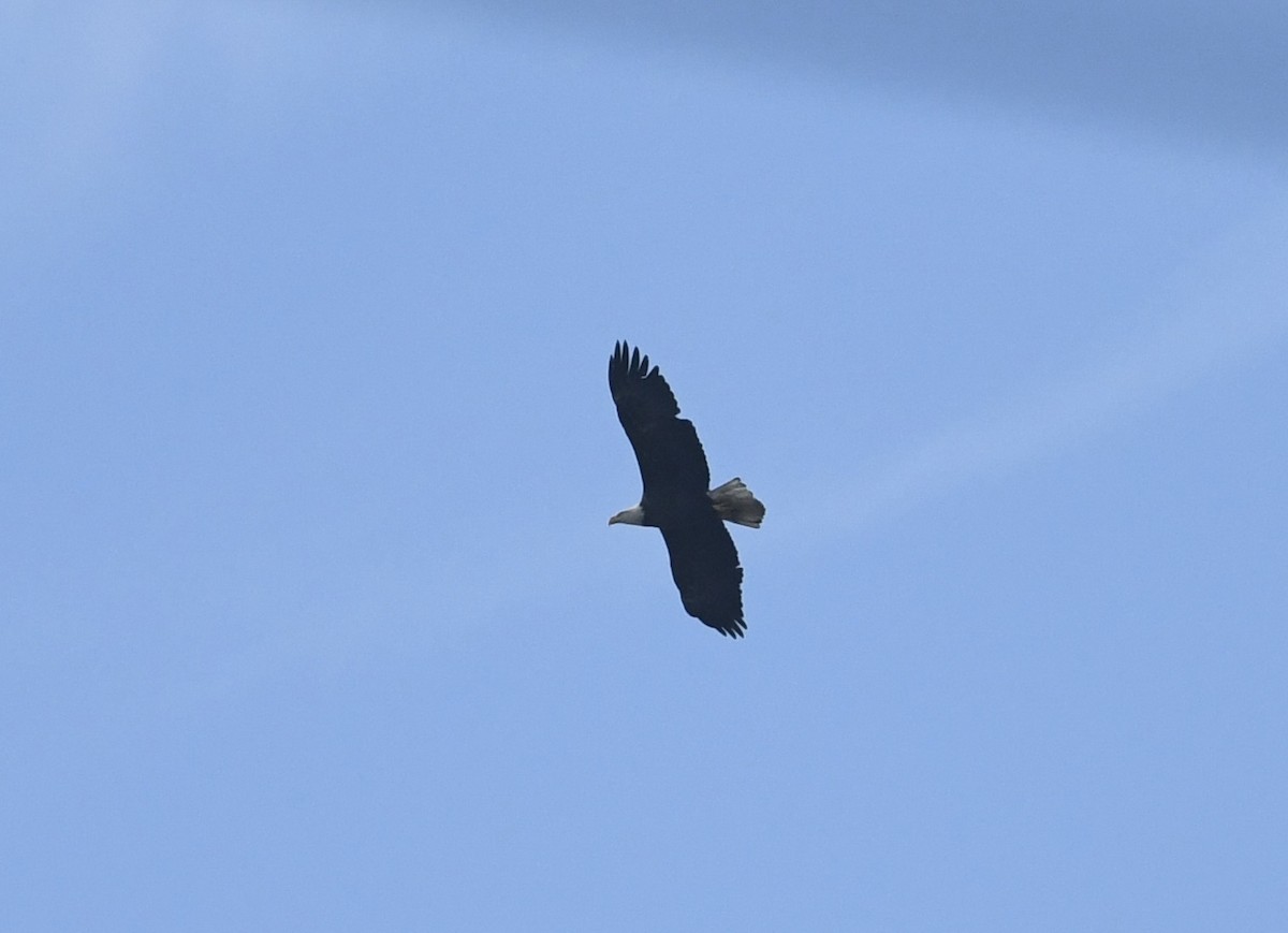 Bald Eagle - ML645562472