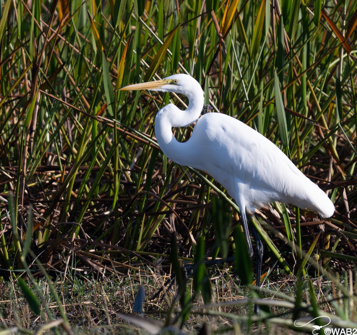 Grande Aigrette - ML645562474