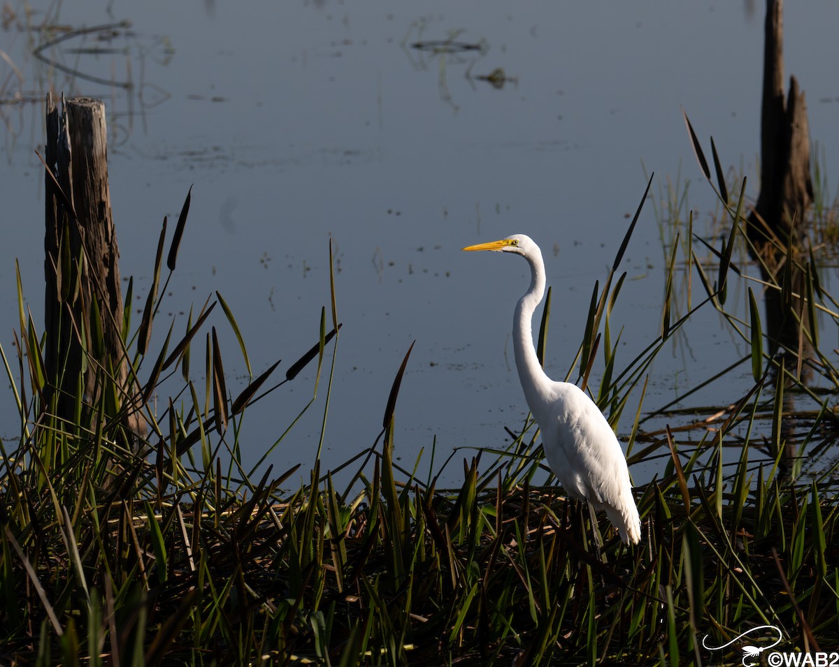 Grande Aigrette - ML645562475