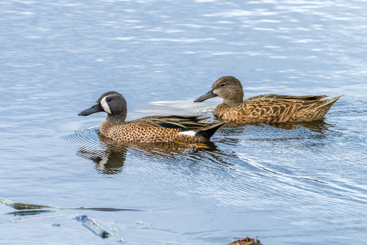 ミカヅキシマアジ - ML645562483