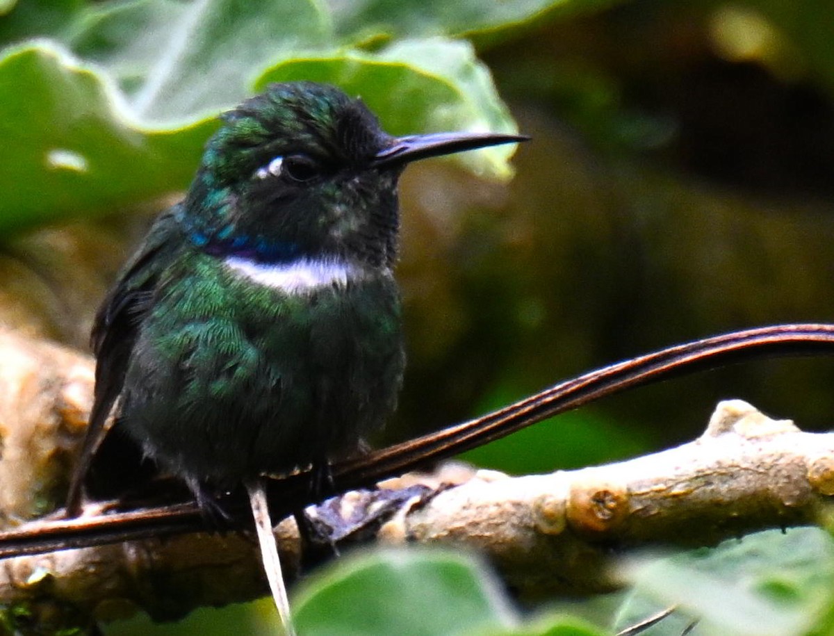 White-throated Daggerbill - ML645562490