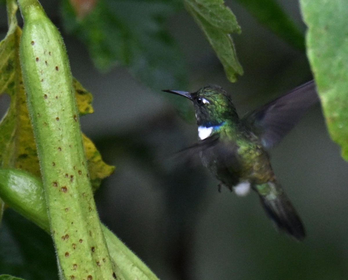 White-throated Daggerbill - ML645562492