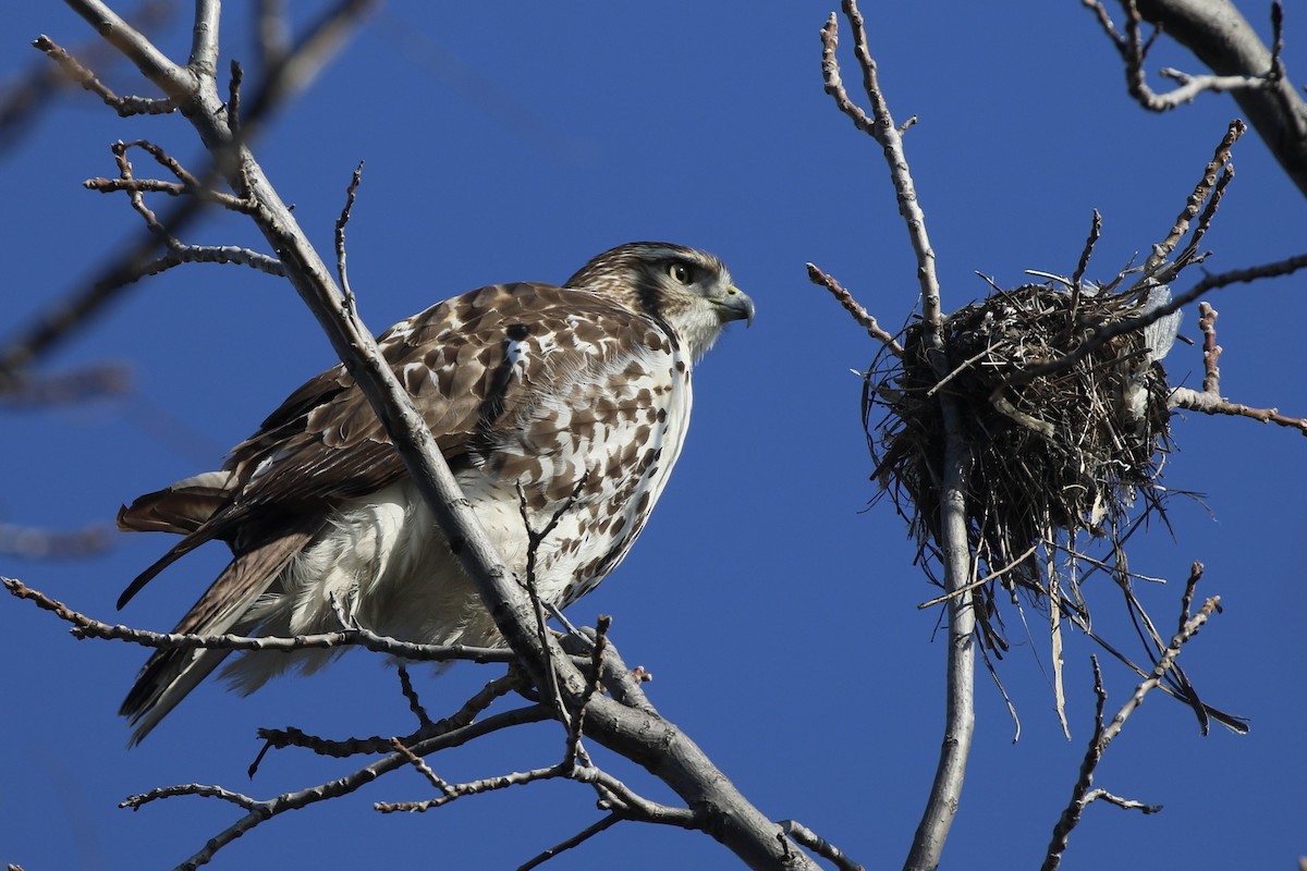 Red-tailed Hawk - ML645562497