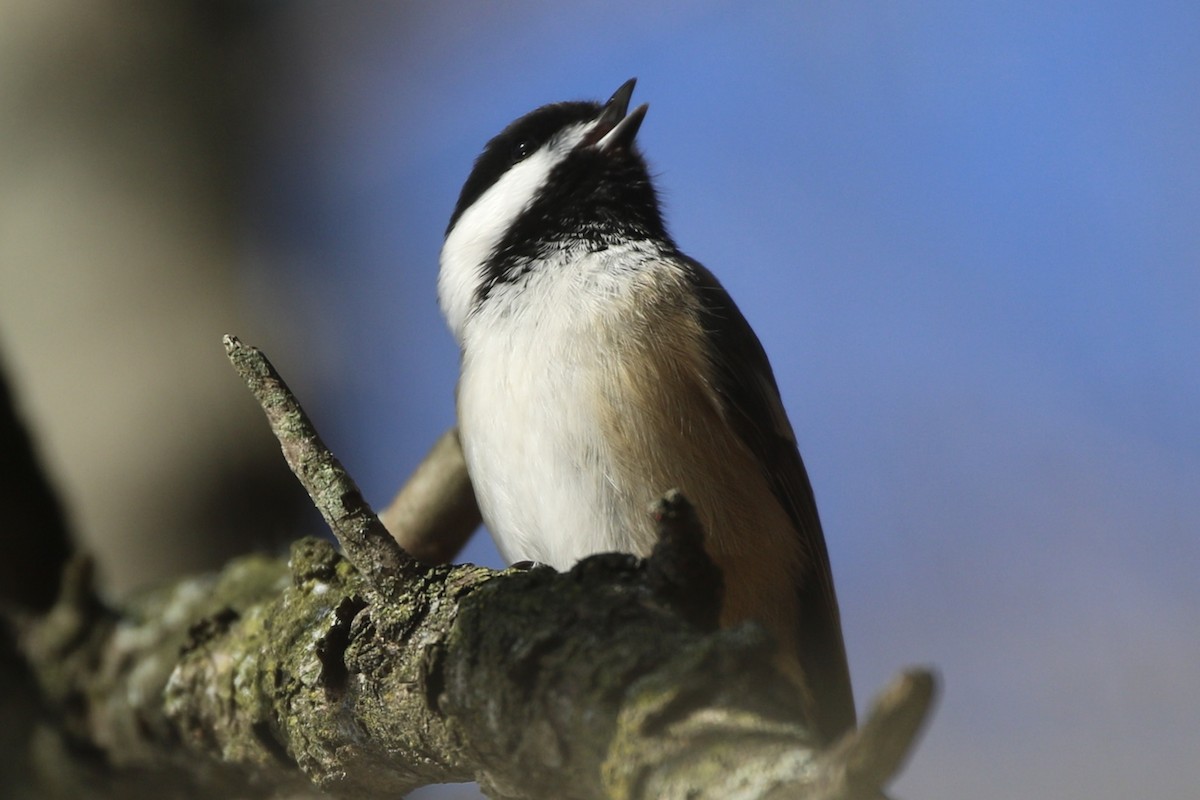Black-capped Chickadee - ML645562516