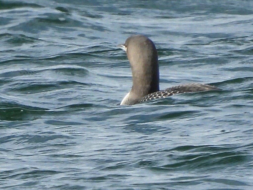 Pacific Loon - ML645562517
