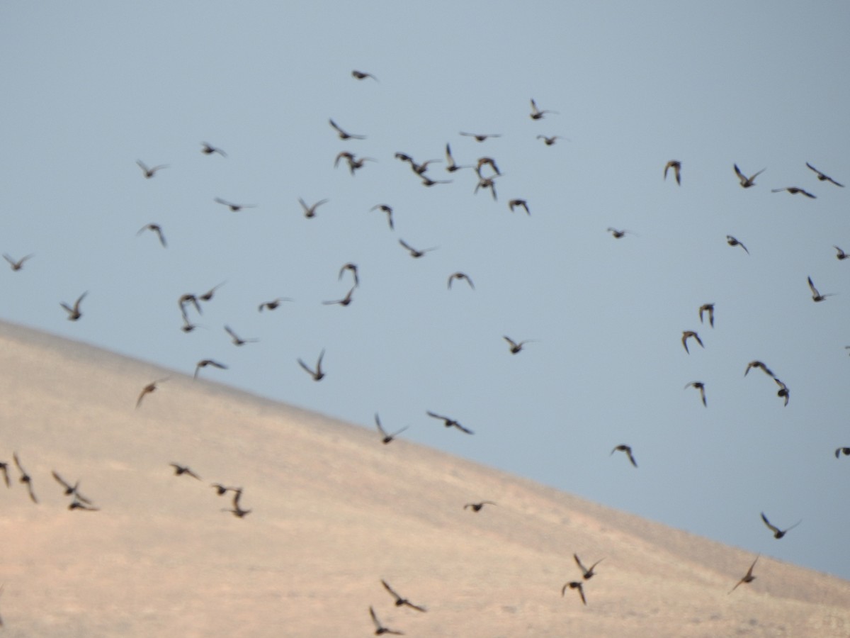 Black-bellied Sandgrouse - ML645562518