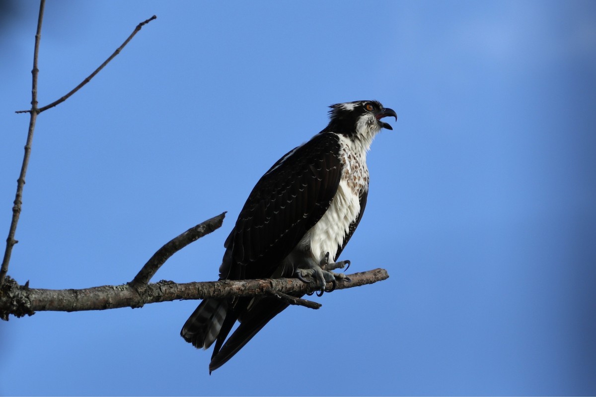 Osprey - ML645562525
