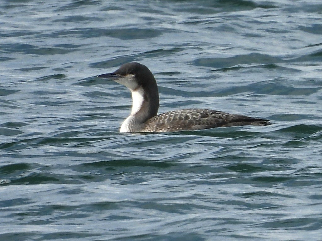 Pacific Loon - ML645562527