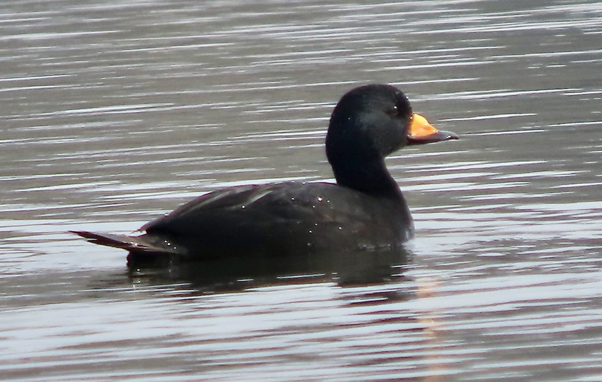 Black Scoter - ML645562546