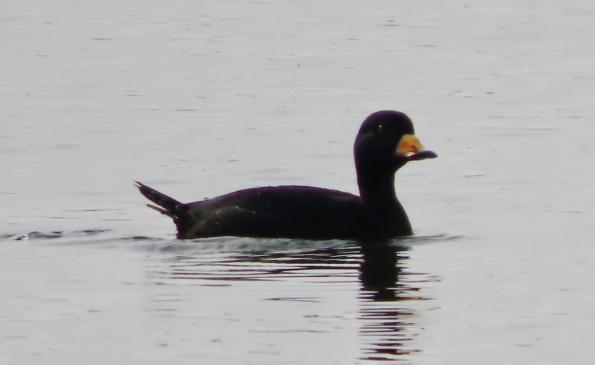 Black Scoter - ML645562547