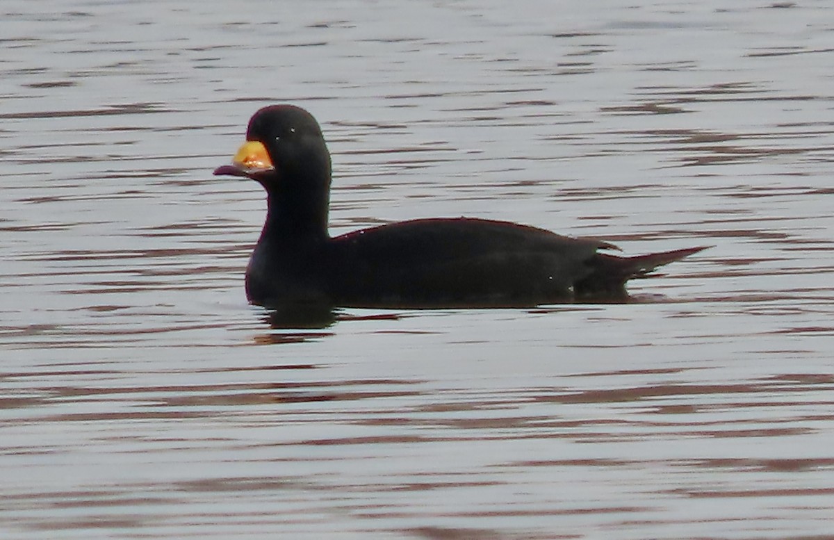 Black Scoter - ML645562548