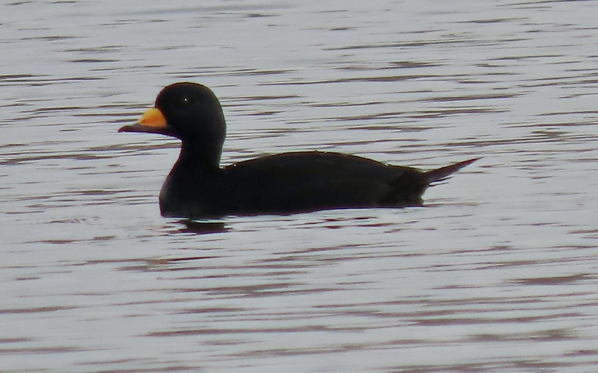 Black Scoter - ML645562549