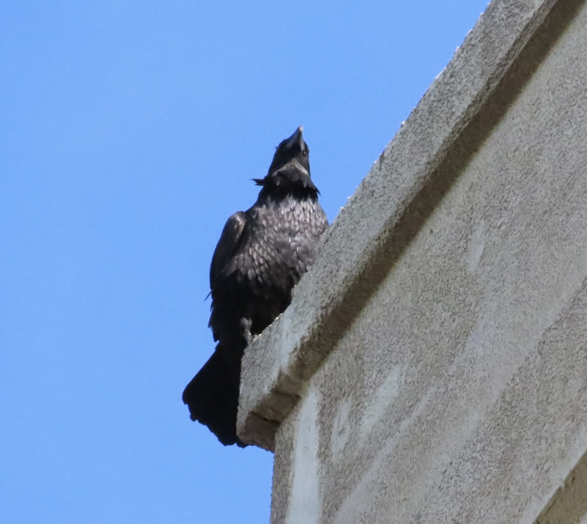 עורב שחור - ML645562550