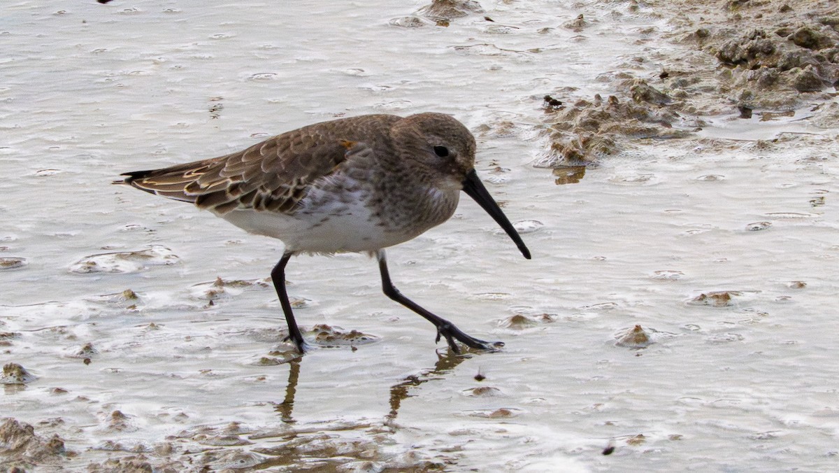 Dunlin - ML645562551