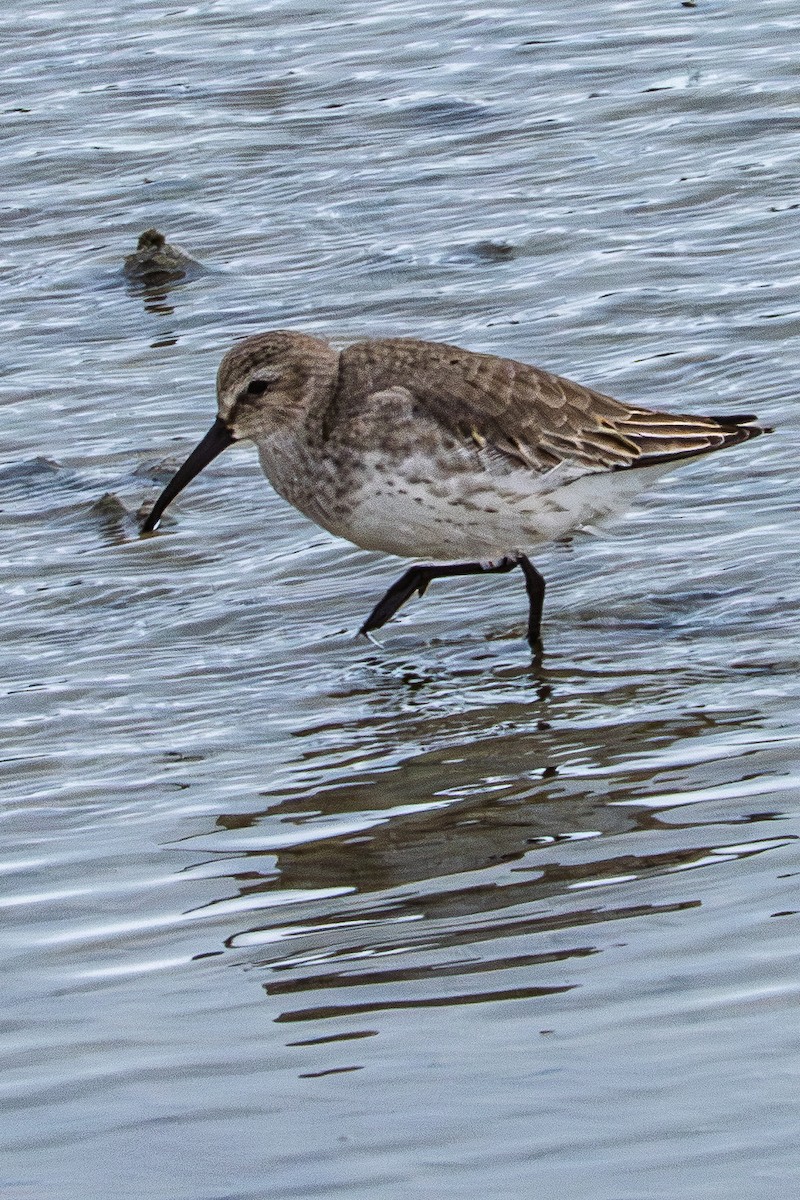 Dunlin - ML645562552