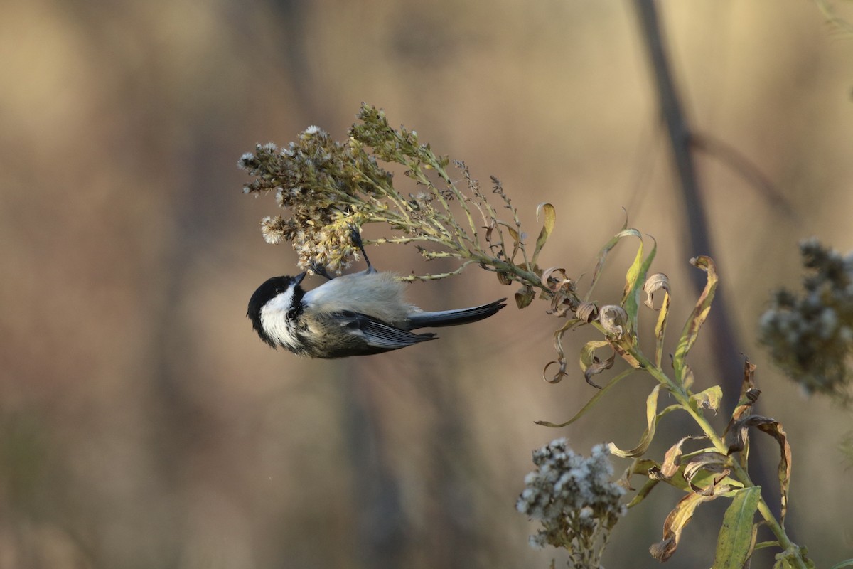 Black-capped Chickadee - ML645562554
