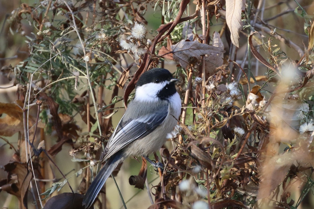Black-capped Chickadee - ML645562574